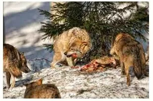 Depredation meaning