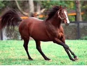Unbridled meaning