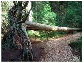 Deracinate  - Uproot (someone) from their natural geographical, social, or cultural environment.