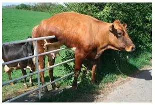 Predicament  - A difficult, unpleasant, or embarrassing situation.