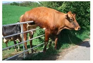 Predicament  - A difficult, unpleasant, or embarrassing situation.