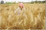 G7 criticises india’s decision to stop wheat exports 