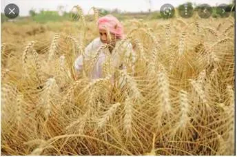 G7 criticises india’s decision to stop wheat exports 