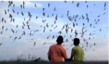 Future looms dark for 48% of bird species