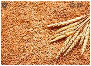 Comparing the wheat crisis to the vaccine one is indeed useful