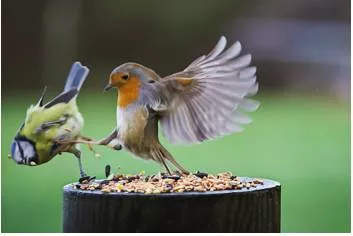 Belligerence  - Aggressive or warlike behaviour.