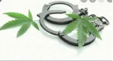 Asia’s highland  do better than thais  fully decriminalise marijuana