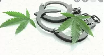 Asia’s highland  do better than thais  fully decriminalise marijuana