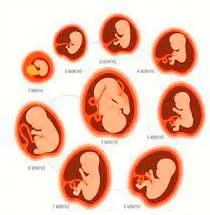 Foetus meaning