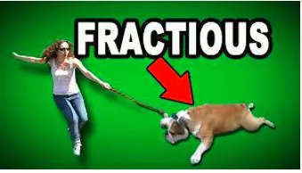 Fractious  - Difficult to control.