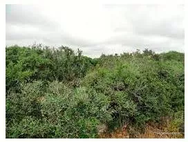 Thicket - A dense group of bushes or trees.