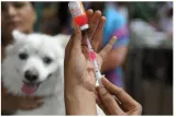 World zoonosis day | indian immunologicals launches nationwide anti rabies vaccine drive