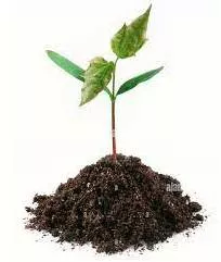 Burgeon  - To begin to grow or develop rapidly.