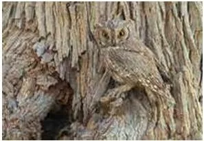 Camouflage  - To hide somebody/something/yourself by making them/it/yourself look like the things around.