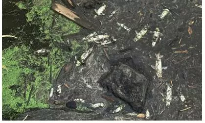 Wildfire implicated in death of tens of thousands of fish  california tribe says