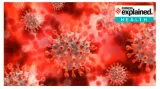 Explained  what is langya  the new zoonotic virus that has infected 35 people in china 