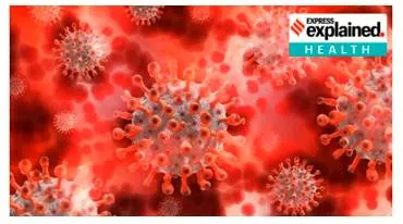 Explained  what is langya  the new zoonotic virus that has infected 35 people in china 