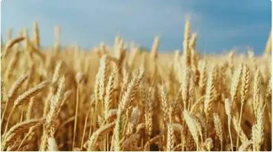 Climate change and millets  odisha's pick for progress