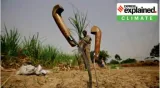 Explained  why drought is looming over uttar pradesh  jharkhand and bihar