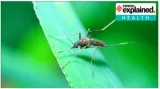 Explained  what to know about the west nile virus in new york city
