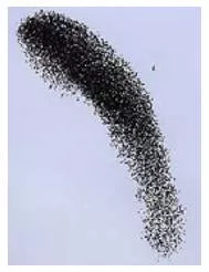 Flock  - To go or gather together somewhere in large numbers.