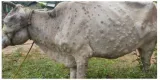 Lumpy skin disease is not a normal viral outbreak  a coordinated effort is needed
