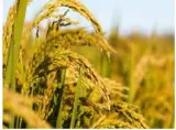 Lower kharif sowing calls for deft management of foodgrain stock  prices  finance ministry report