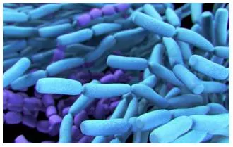 Scientists propose new dna based nomenclature system for single celled organisms