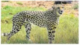 Cheetah’s comeback to india has led to important debates  policymakers must use this to reflect on longstanding issues