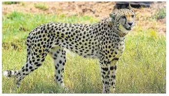 Cheetah’s comeback to india has led to important debates  policymakers must use this to reflect on longstanding issues