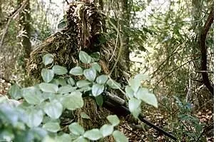 Camouflage  - A way of hiding soldiers and military equipment, using paint, leaves or nets, so that they look like part of what is around or near them.