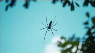 Spiders as artists  using co existence to facilitate a shift in perspective