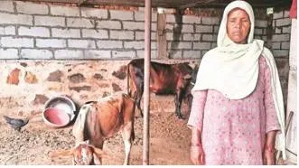 On fodder shortage  policy makers must look beyond the short term