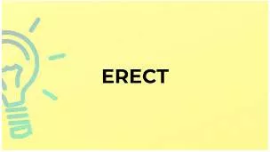 Erect meaning