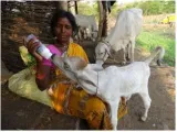 Do not ignore the role of the woman livestock farmer