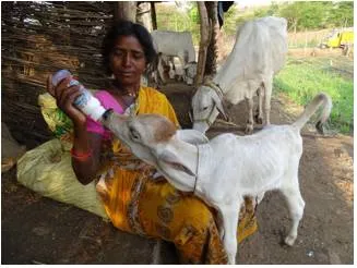 Do not ignore the role of the woman livestock farmer