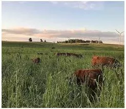 Graze - To eat grass that is growing in a field