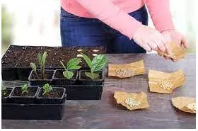 Propagation meaning