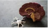 Molecule in brain that boost body's ability to fight alzheimer's  multiple sclerosis  study