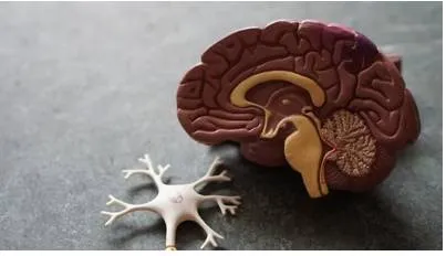 Molecule in brain that boost body's ability to fight alzheimer's  multiple sclerosis  study