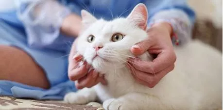Healthy boundaries  lessons to learn from cats