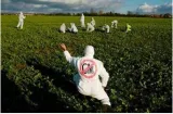 That it has taken so long for india’s farmers to plant a genetically modified food crop shows an approach that is neither scientific nor swadeshi