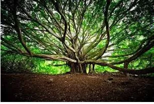 Abundance meaning