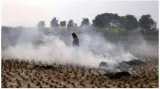 Aap govt in punjab watches the fields burn  the solution is reducing paddy acreage & deep agri reforms