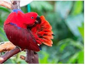 Preening - To spend a lot of time making yourself look attractive and then admiring your appearance.
