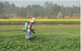 Price distortions in fertilisers will not help farming in the long run  govt can offer acreage based cash transfers