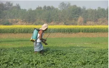 Price distortions in fertilisers will not help farming in the long run  govt can offer acreage based cash transfers