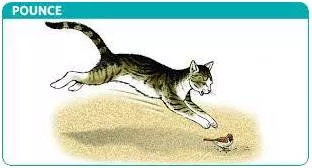 Pounce  - To move suddenly forwards in order to attack or catch somebody/something.