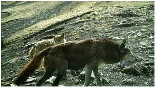 Depredation  - An act that causes damage to people’s property, lives, etc.
