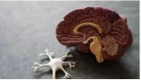 Molecule in brain that boost body's ability to fight alzheimer's  multiple sclerosis  study